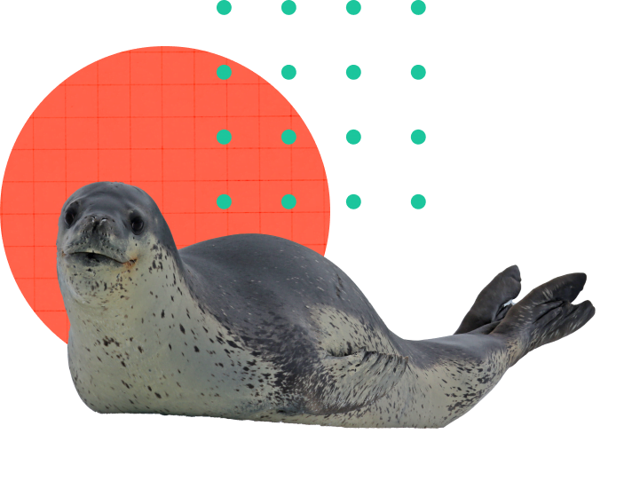 Leopard Seal