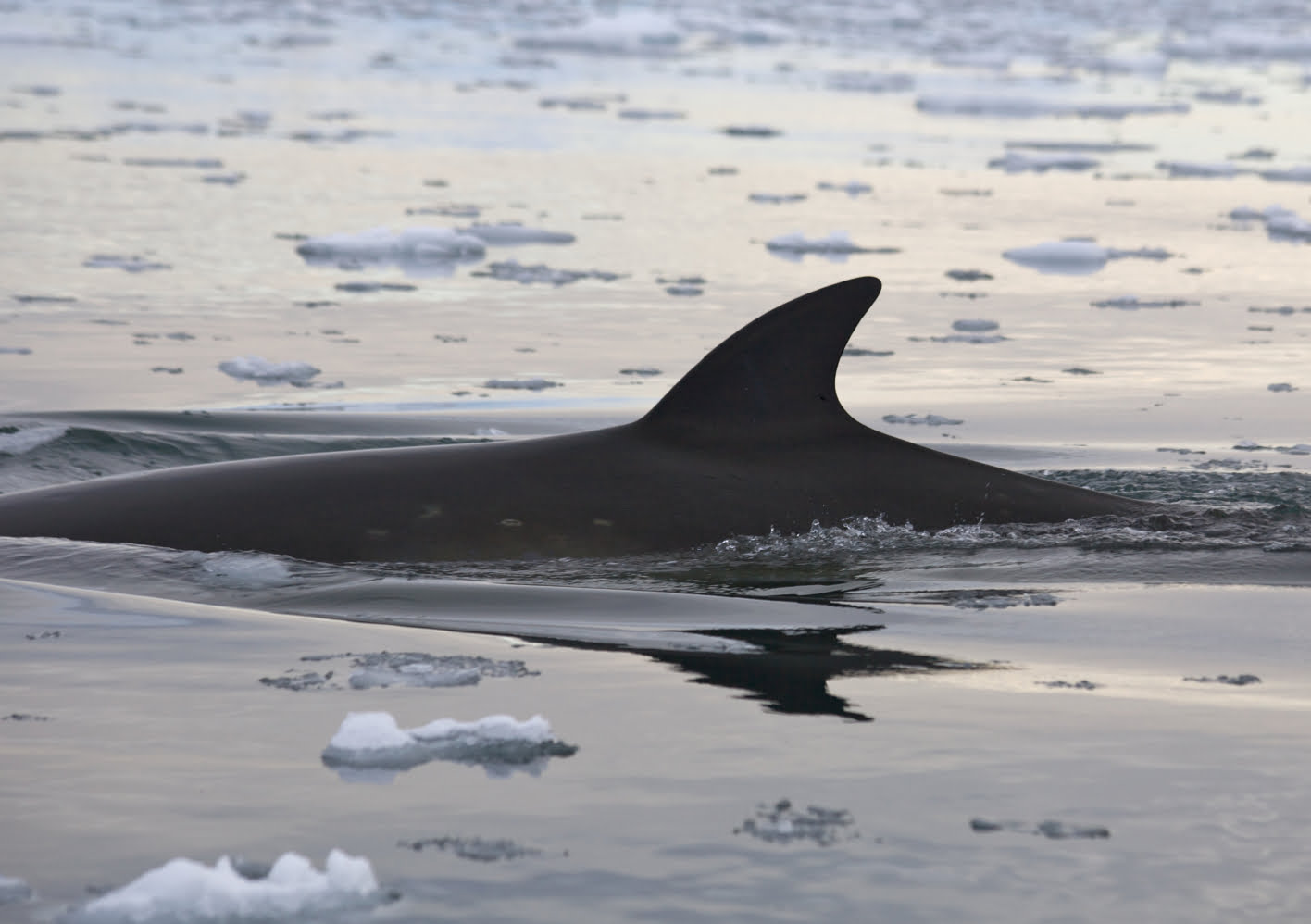A dorsal fin of a whale pokes out through icy water