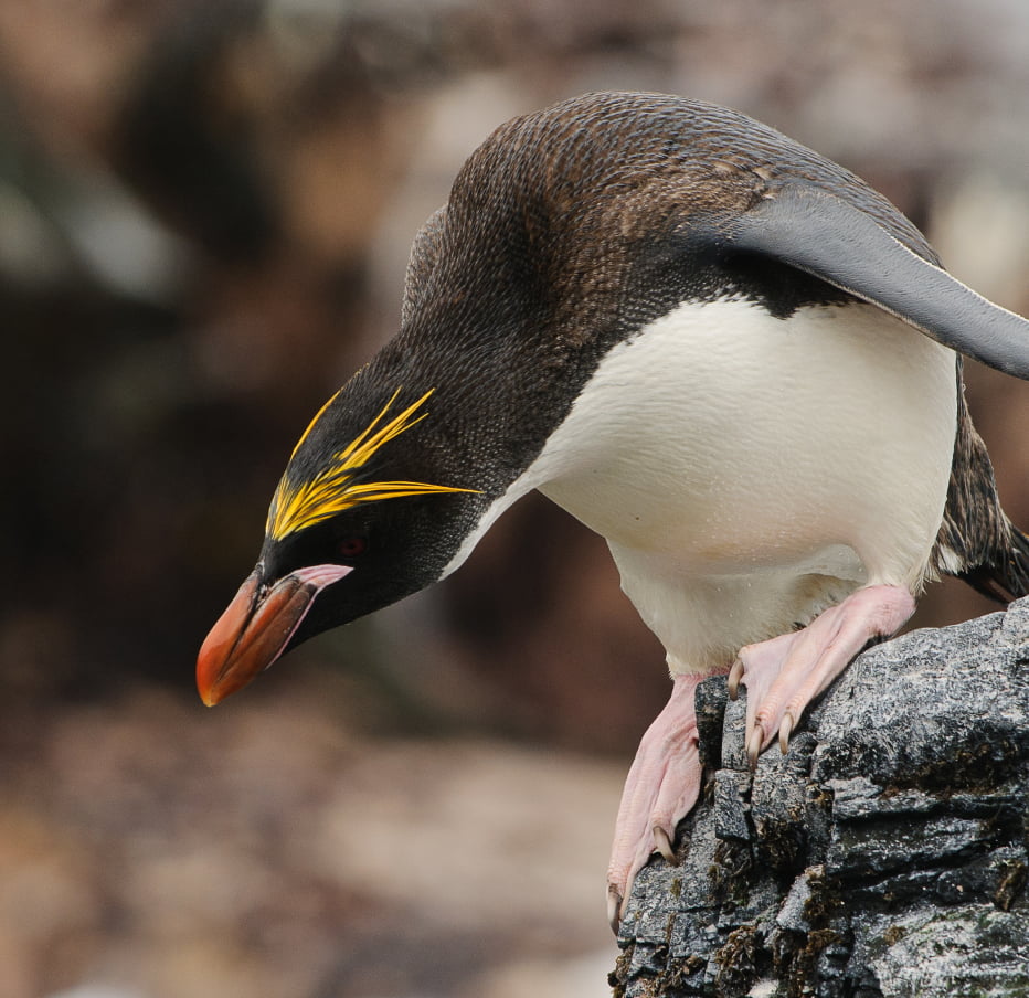 Penguin jumping off a rock