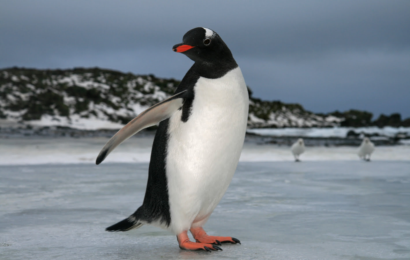 Penguin standing on ice in Antartica