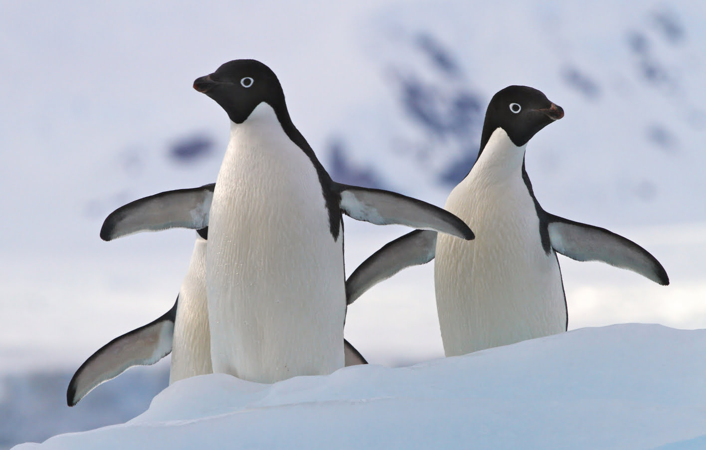 3 penguins standing on ice in Antartica
