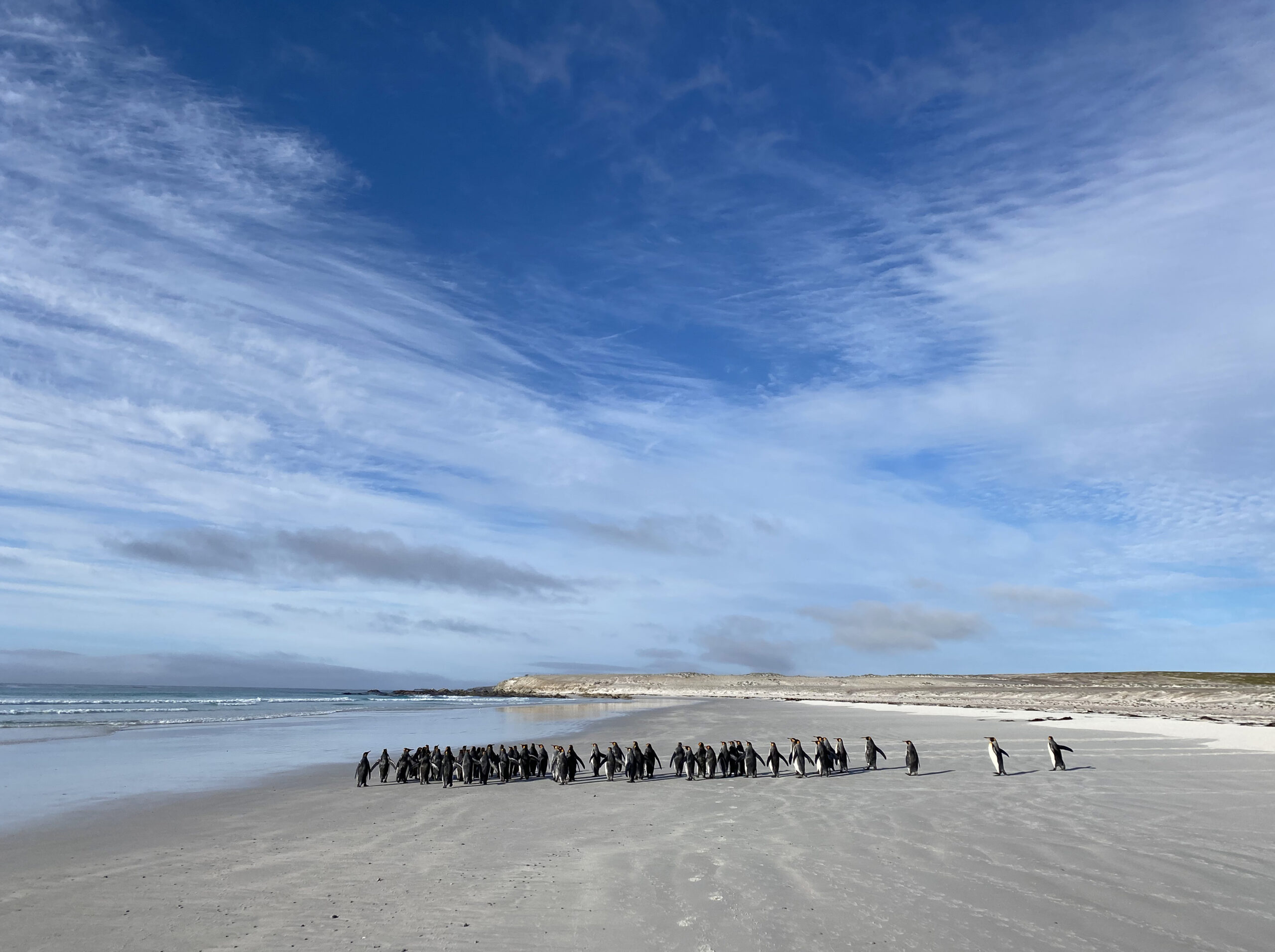 A group of penguins on a wide beach