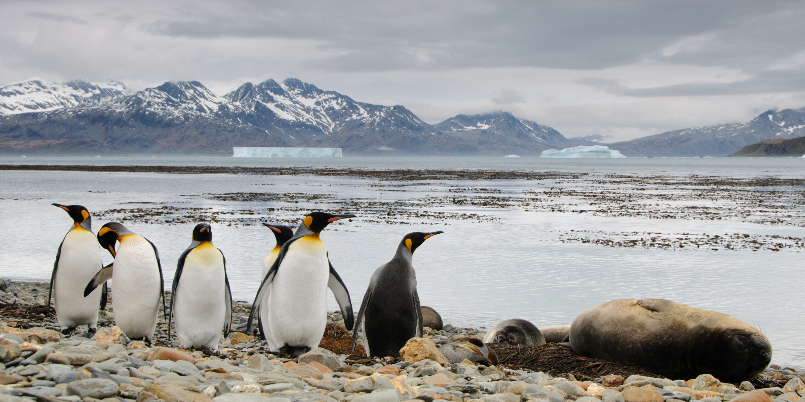 A group of penguins and an elephant seal on a rocky shore with open water and mountains behind